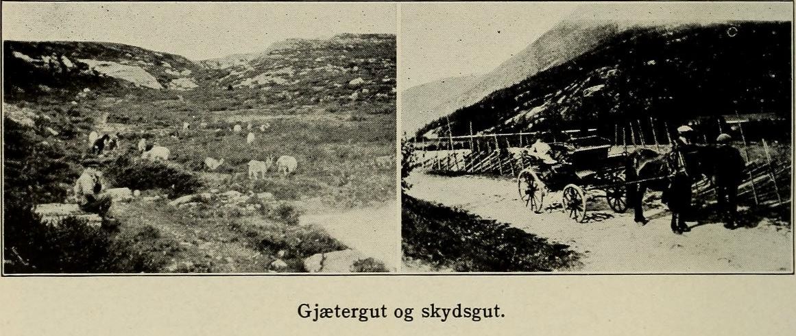 gjætergut
