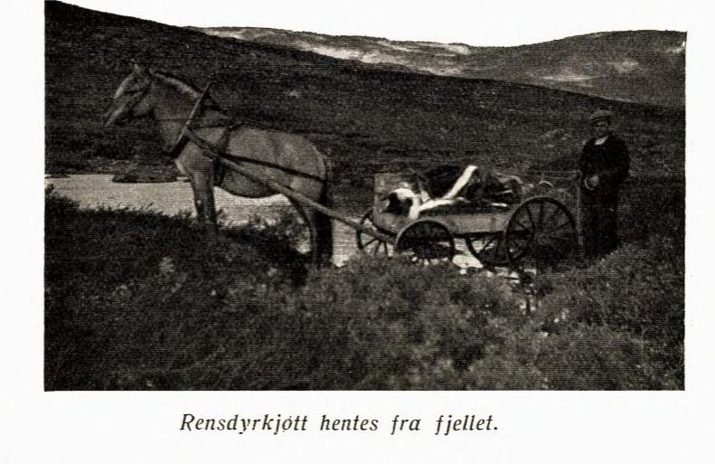 bruun rein