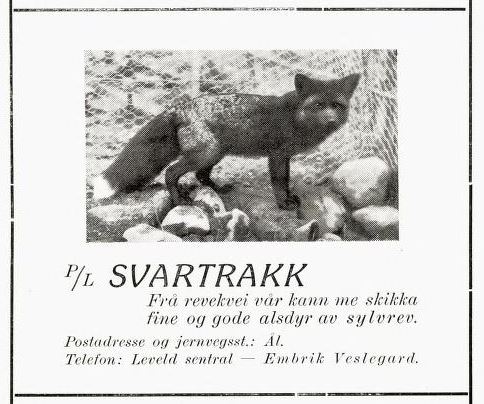 svartrakk