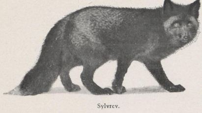 sylvrev